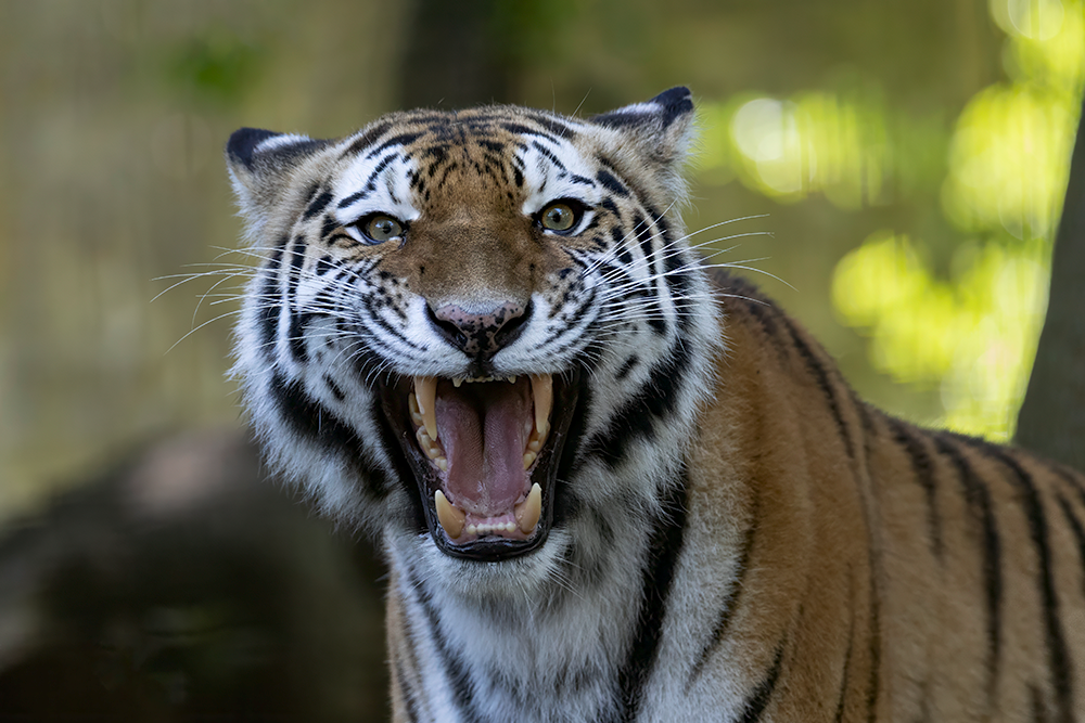 Amoertijger