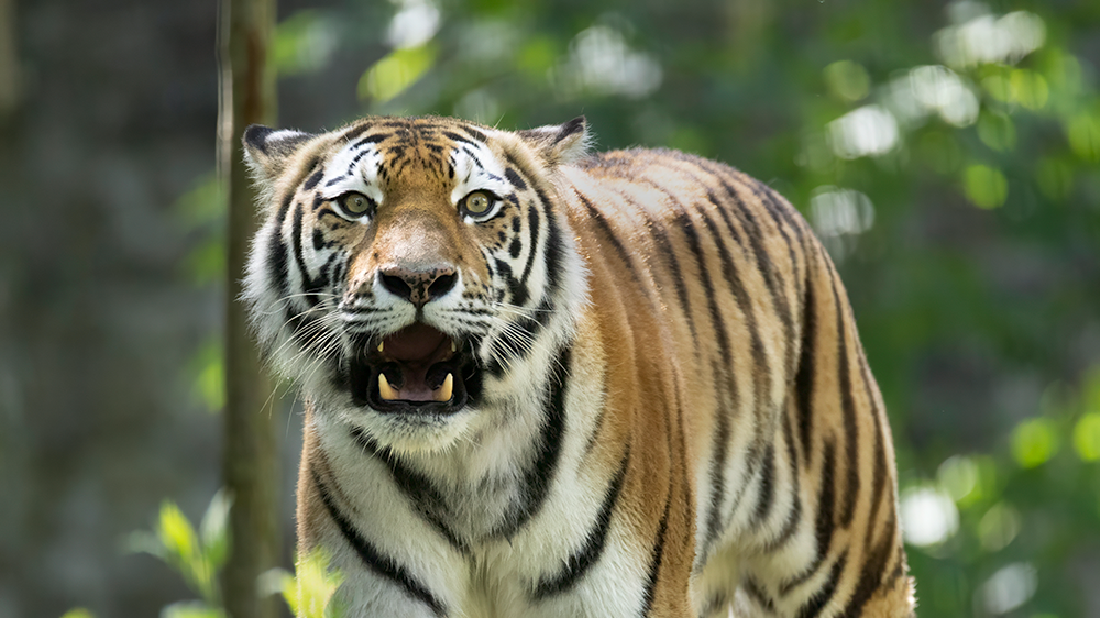 Amoertijger